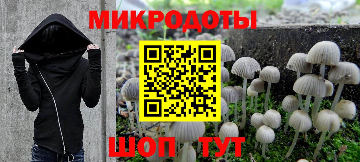 Псилоцибиновые грибы Psilocybine cubensis Псков